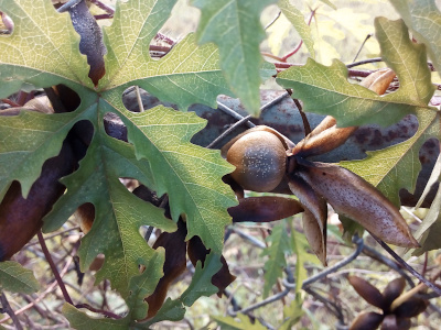 [This has a side view of the fruit and the top down view of the leaves. The petals on this fruit are opened upward from the fruit unlike the prior image which had the petals more horizontal than vertical. This fruit is light brown with a dark brown patch and both browns are speckled with beige dots. This leaf has five sections, but two appear to split into two different sections not that far from the base. The leaves are long and multi-lobed and somewhat resemble oak leaves. The are green with yellow-green center veins which split into many veins on the lobes.]